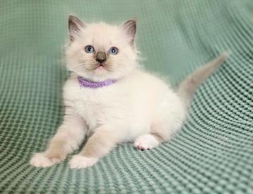 Mooie Ragdoll kittens 100% raszuiver beschikbaar voor biedingen