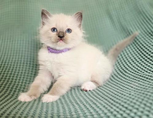 Mooie Ragdoll kittens 100% raszuiver, Dieren en Toebehoren, Katten en Kittens | Raskatten | Langhaar, Meerdere dieren, Ontwormd