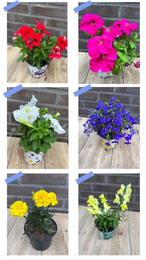 Diverse soorten perkgoed voor een spotprijsje, Tuin en Terras, Planten | Tuinplanten, Eenjarig, Overige soorten, Zomer, Ophalen of Verzenden