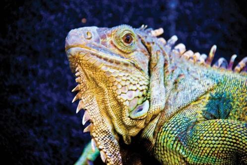 gekko's,leguanen,agamen,skinken en jonge dieren, Dieren en Toebehoren, Reptielen en Amfibieën, Overige soorten, 0 tot 2 jaar, Met terrarium