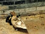 Khaki Campbell eend met 11 kuikens, Dieren en Toebehoren, Pluimvee, Meerdere dieren, Eend