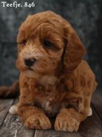 Minidoodle pups, Dieren en Toebehoren, Honden | Chihuahua's en Gezelschapshonden, Nederland, Overige rassen, 8 tot 15 weken, CDV (hondenziekte)