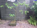 Pre bonsai boom, Ophalen, Minder dan 100 cm, Lente