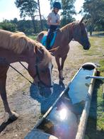 Gezocht: plekje voor onze pony's nabij Olst, Dieren en Toebehoren, Stalling en Weidegang