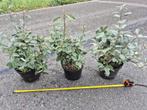 Olijfwilg haagplanten potgekweekt 40-60 cm, Ophalen of Verzenden, Overige soorten, Haag, Minder dan 100 cm