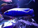 Sciaenochromis Fryeri ( Malawi cichliden), Vis