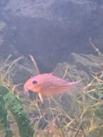 Corydora Sterbai's, Vis, Zoetwatervis, Schoolvis