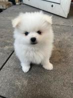 Pomeriaan pups  ✨✨✨✨, Dieren en Toebehoren, Reu, 8 tot 15 weken, Meerdere, Nederland