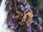 Opruimploeg zoutwater aquarium+ vissen en koralen !!!!!!, Dieren en Toebehoren, Ophalen, Plant(en), Steen of Hout