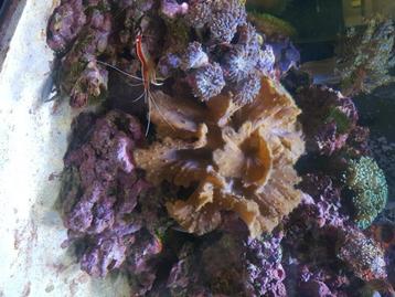 Opruimploeg zoutwater aquarium+ vissen en koralen !!!!!! beschikbaar voor biedingen