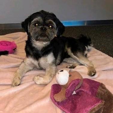 Ervaren Dekreu Shih-tzu (HOND IS NIET TE KOOP), Dieren en Toebehoren, Honden | Dekreuen, Reu, Particulier, Eén hond, Nederland