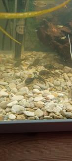 Borstelneuzen algeters, Vis