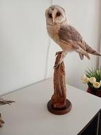 Taxidermie opgezette uil. Uil is in goede conditie., Dieren en Toebehoren, Mannelijk