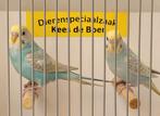 Jonge parkietjes leuk om tam te maken, Meerdere dieren, Parkiet, Tam