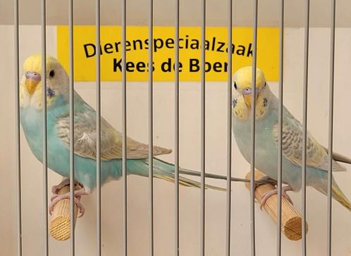 Jonge parkietjes leuk om tam te maken, Dieren en Toebehoren, Vogels | Parkieten en Papegaaien, Parkiet, Meerdere dieren, Tam