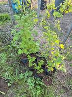 frambozen, Tuin en Terras, Ophalen, Overige soorten, Struik, Minder dan 100 cm