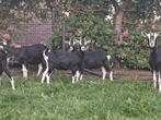 Toggenburger geiten te koop, Dieren en Toebehoren, Schapen, Geiten en Varkens, Vrouwelijk, Geit