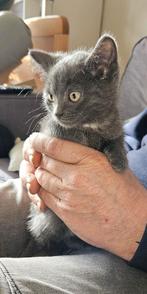Nog 1 Britse Korthaar kitten, grijs katertje mag gelijk mee, Dieren en Toebehoren, Katten en Kittens | Raskatten | Korthaar, Meerdere dieren