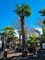 TRACHYCARPUS FORTUNEI XXL WINTERHARDE PALMBOOM - PALMBOMEN, Halfschaduw, Lente, 400 cm of meer, Ophalen of Verzenden