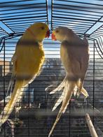 Halsbandparkieten, Dieren en Toebehoren, Meerdere dieren, Parkiet