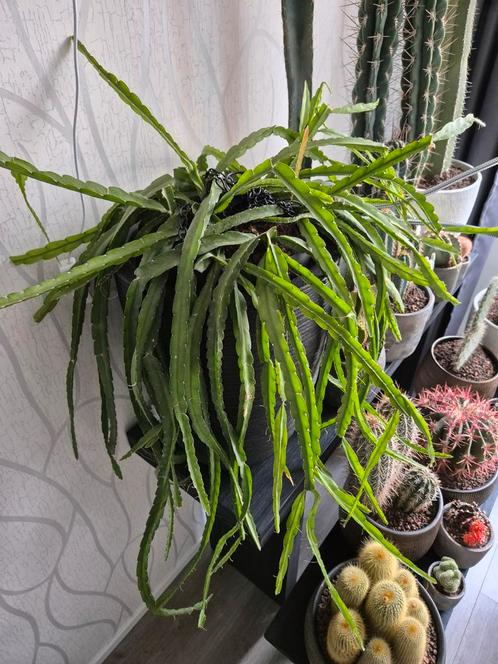 Grote cactus Lepismium Cruciforme, in hang pot, Huis en Inrichting, Kamerplanten, Cactus, Ophalen of Verzenden