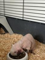 Gratis, Ophalen of Verzenden, 75 tot 110 cm, Kooi, Minder dan 60 cm