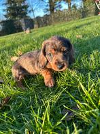 Blauw oog merle dwerg teckel pup reutje, Dieren en Toebehoren, Parvo, Reu, 8 tot 15 weken, Dwerg