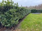 35 oude laurier struiken, Ophalen, Laurier, 100 tot 250 cm