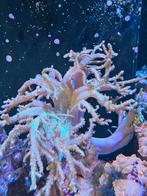 Sinularia vingerleder koraal, Dieren en Toebehoren, Ophalen, Gevuld zeewateraquarium