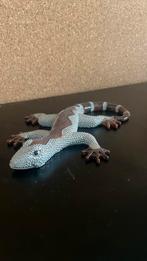 Houten slamander, Dieren en Toebehoren, Reptielen en Amfibieën, Hagedis, 0 tot 2 jaar