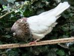 Duiven- perzische hoogvliegers -sierduiven, Dieren en Toebehoren, Meerdere dieren, Overige soorten