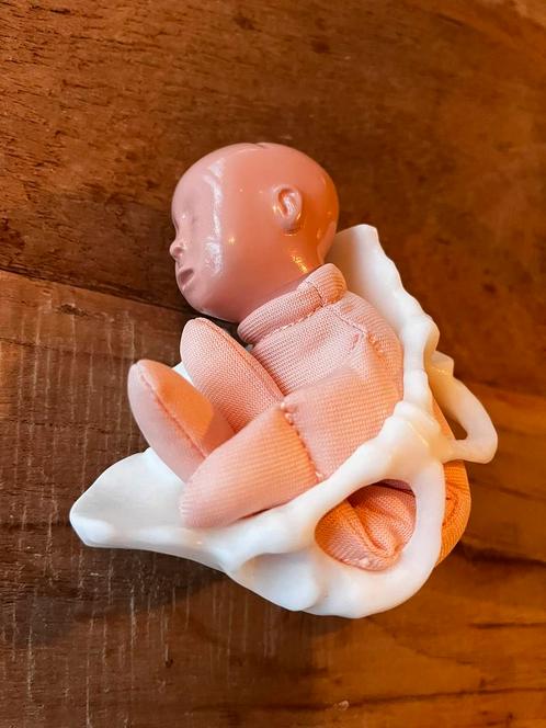 Nieuw! mini bekkenmodel met foetuspop, Diversen, Schoolbenodigdheden, Ophalen of Verzenden