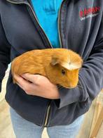 Te koop mannetjes Cavia's, Dieren en Toebehoren, Knaagdieren, Mannelijk, Cavia, Tam