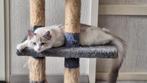 Ragdoll Kater kitten met stamboom., Dieren en Toebehoren, Katten en Kittens | Raskatten | Langhaar, Meerdere dieren, Gechipt