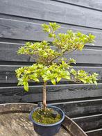 Bonsai Azalea 'Kirin no kagami', Overige soorten, Volle zon, Vaste plant, Ophalen of Verzenden
