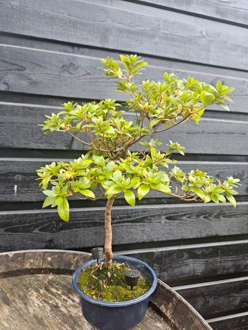 Bonsai Azalea 'Kirin no kagami'  beschikbaar voor biedingen