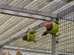Koppel pruimkopparkieten, Dieren en Toebehoren, Vogels | Parkieten en Papegaaien, Meerdere dieren, Parkiet, Geringd