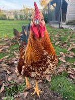 Knappe hanen, Dieren en Toebehoren, Mannelijk