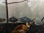 Gratis 2 vissen exclusief aquarium, Dieren en Toebehoren, Vissen | Aquaria en Toebehoren, Ophalen of Verzenden