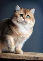 Golden britse korthaar Dekkater, Dieren en Toebehoren