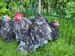 Broedeieren cochin kriel, Dieren en Toebehoren, Pluimvee, Geslacht onbekend, Kip