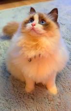 Ragdoll kittens, Poes, Ontwormd