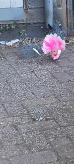 Pauwstaart witte duifjes trouwduiven pauwstaartjrd, Dieren en Toebehoren, Meerdere dieren