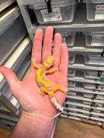 0.1 white and yellow tremper firebold cross luipaardgekko, Dieren en Toebehoren, Reptielen en Amfibieën, Hagedis, 0 tot 2 jaar