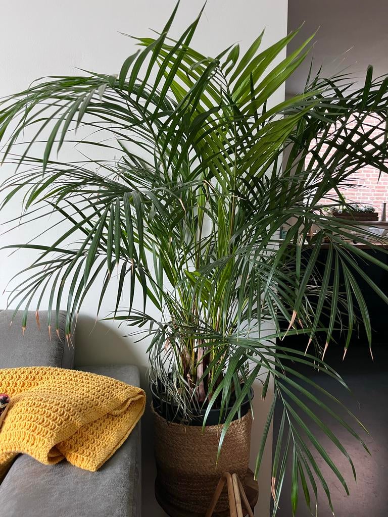 Mooie Areca Palm (1m) te koop!, Ophalen, 100 tot 150 cm, Palm, Halfschaduw