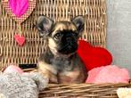Prachtige fluffy Franse Bulldog pups, Dieren en Toebehoren, CDV (hondenziekte), Meerdere, 8 tot 15 weken, Meerdere dieren