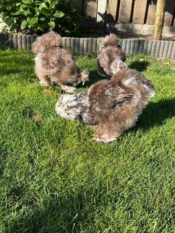 USA zijdehoen broedeieren🥚 🐥 kuikens beschikbaar beschikbaar voor biedingen