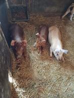 4 borgen 75%Duroc 25%berkshire, Dieren en Toebehoren, Schapen, Geiten en Varkens, Meerdere dieren, Varken, 0 tot 2 jaar