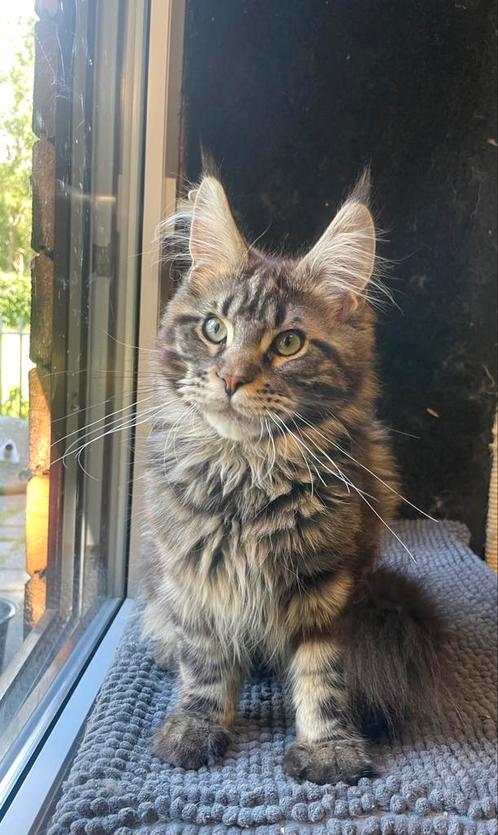 Maine Coon Kittens, Dieren en Toebehoren, Katten en Kittens | Raskatten | Langhaar, Kater