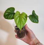Philodendron mamei, Huis en Inrichting, Kamerplanten, Ophalen of Verzenden, Overige soorten, Minder dan 100 cm